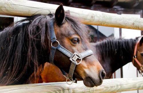 Ferienhof Brunner - Photo 17