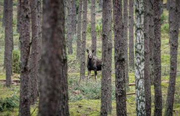 Zagroda Kuwasy - Foto 16