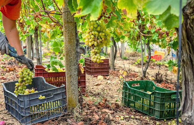 Rhodes Self Drive 4x4 Expedición al desierto y almuerzo tradicional - Foto 16