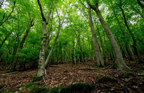 Ferienhaus Mühlenberg - Foto 31