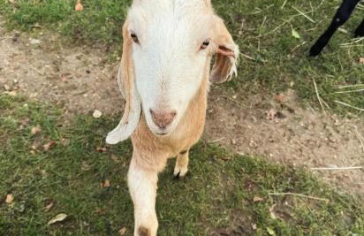 Church Farm Dairy - Foto 9