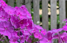 Feinzeit Cozy Rosy - 1-2 Schlafzimmer, 4-6 Gäste, Parkplatz - Photo 42