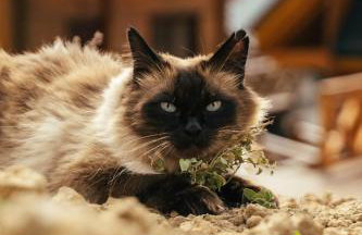 Houten Villa "ReisnaarPolen" Royaal ontbijt tevens Gluten Lactose vrij, Vega en diner mogelijk, sauna en Hottub - Foto 17