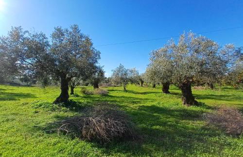 Quinta do Minhoto, Charming country House close to Golegã - Foto 7