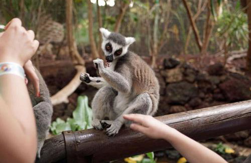 Apartment Flat Piatto Wohnung Marianne Corralejo - Photo 36