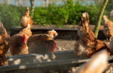 Modulog 2 At Tapnell Farm - Foto 32