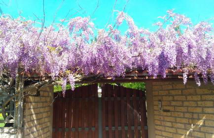 Il Ciliegio Holiday Apartment With Garden - Foto 64