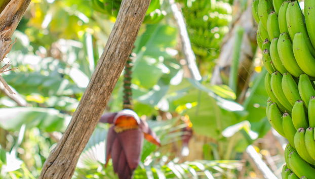 Visit to a Banana Plantation in La Orotava - Photo 4