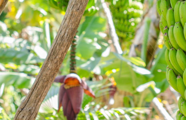 Visita a una finca de plátanos de La Orotava - Foto 4