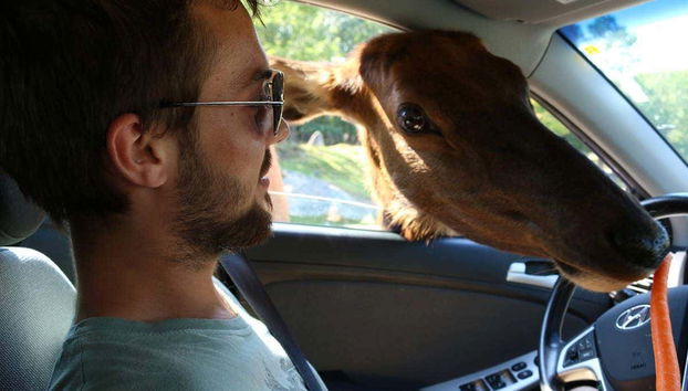 Podréis alimentar vosotros mismos a los ciervos