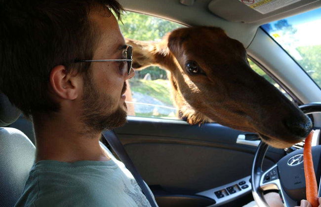 Safari por Omega Park - Foto 1