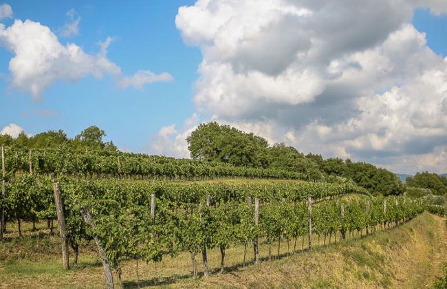 Tour privé d'une journée dans la région viticole de l'Istrie slovène au départ de Portorož/Piran - Photo 1