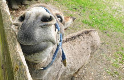 Uroczysko Lubiaszów - Foto 77