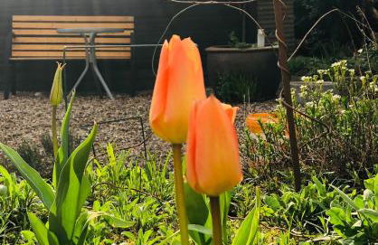 Gelbes Haus bei Mardorf am Steinhuder Meer - Foto 19