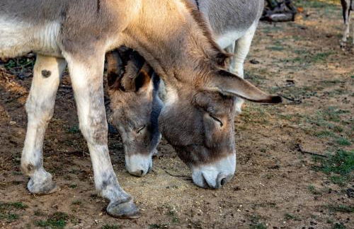 Agriturismo Cascina Trevo - Foto 48