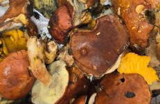 Haus Panorama mit Alpenblick - Foto 40