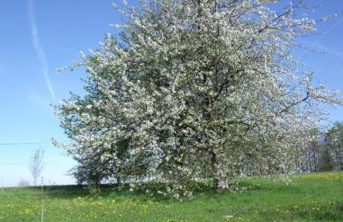 Gîte Les Hirondelles - Foto 42