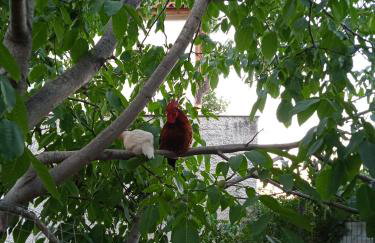 Το Μικρό Σπίτι στη Φάρμα! - Photo 26