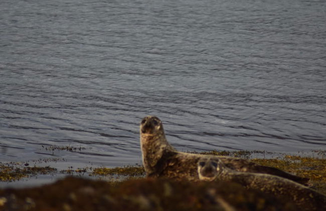 Pod Beag Beside the Sea, Isle of Eriskay - Photo 14