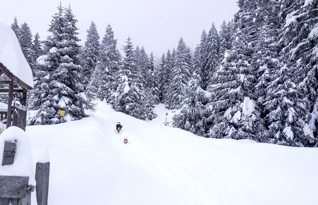 Zirben Appartement Karin - Foto 43