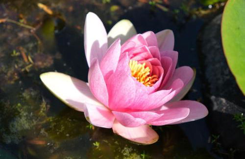 Ty Farm Retreat - Farmhouse Studio - Mountain View - Foto 28