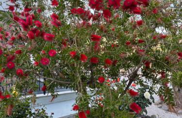 Elea Houses - Foto 48