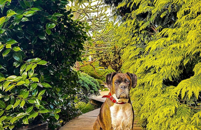 Cabañas Pewma Futrono - Foto 63