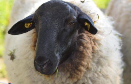 Ferienwohnung Süderfeld - Foto 15