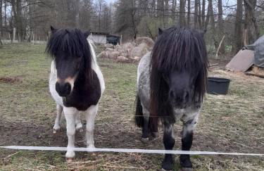 Liljas Haus im Spreewald - Foto 13