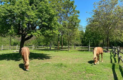 Ranch Enbrucà - Foto 64