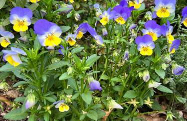 Vintage Charm: Annapolis Retreat - Foto 12