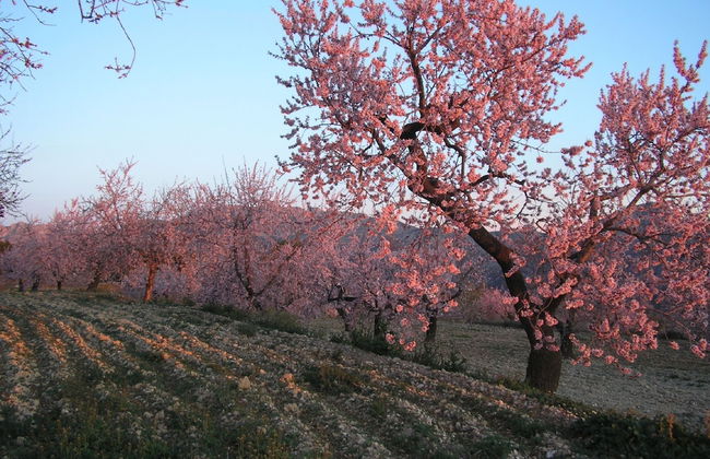 Apartamentos Serrella - Foto 25