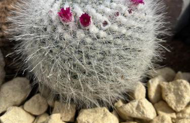 Casa Orient - Foto 28