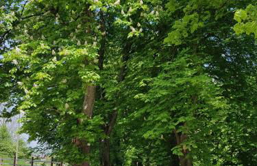 Villa im Wald - Photo 32