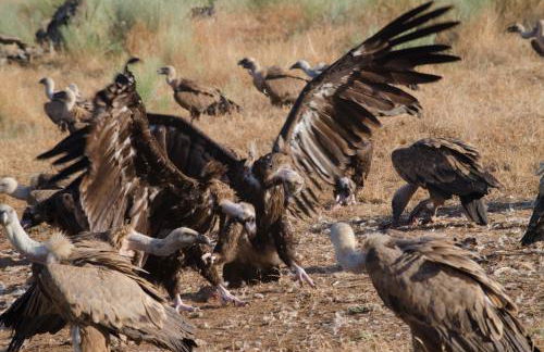 Casa rural y Habitaciones La Cañada en Monfrague Torrejon el Rubio - Foto 57