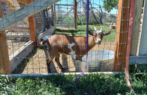 The Goulding Cottage and farm - 4 beds, 3 baths - Foto 11