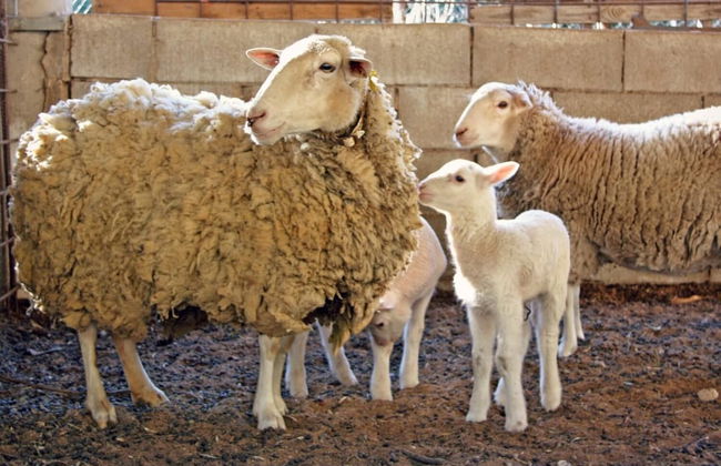 Hort de Mao El Rebost - Foto 29