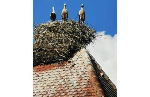 Am Wiiwegli Comfortable holiday residence - Foto 16