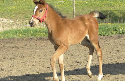 Stajnia Lisewo - Foto 23