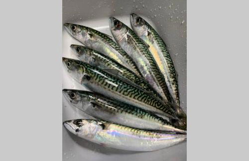 North Lodge Kilmun - Foto 55