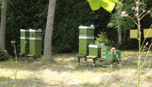 Waldhaus Hahnenklee - Foto 4