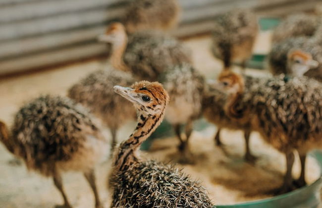 AfriCamps Klein Karoo - Foto 19