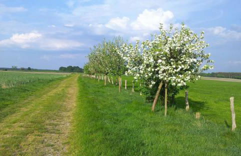 Grooten Wiebkings - Foto 23