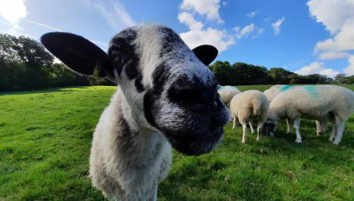 Linhay Swimbridge - Foto 3, Other