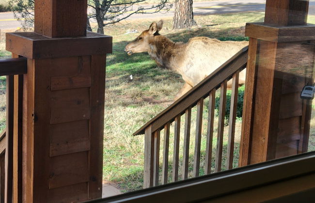 Old County Pine - Photo 20