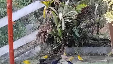 Casa de Campo em Teresópolis - Foto 4