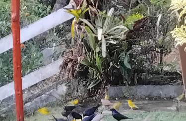 Casa de Campo em Teresópolis - Foto 4