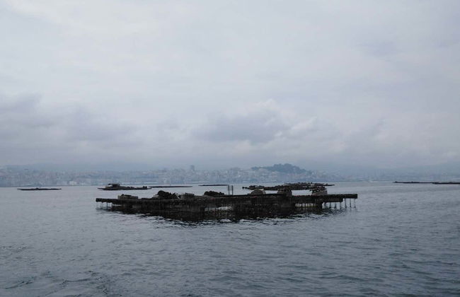 Paseo en barco por la ría + Degustación de mejillones - Foto 3