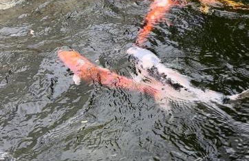 Casa do Lago Piscina aquecida Casa completa - Foto 76