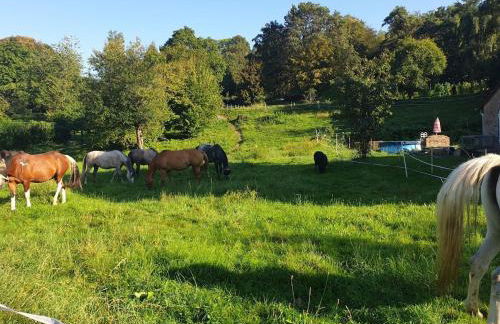 Chevaux au Soleil - Foto 13